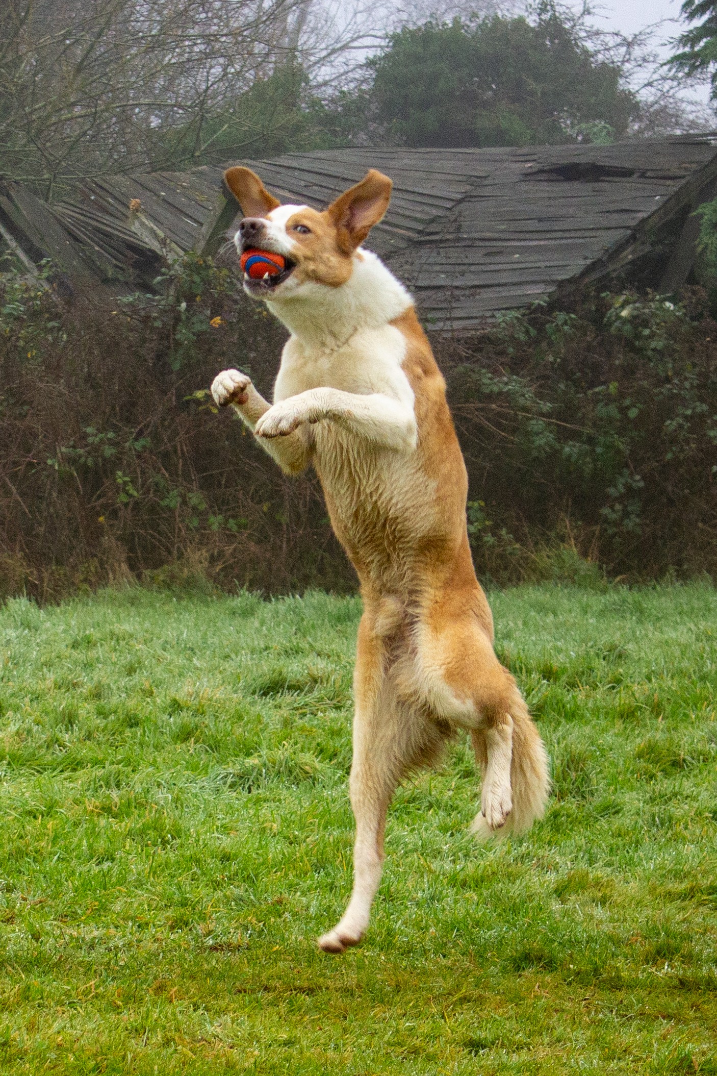 Border collie on hind legs
