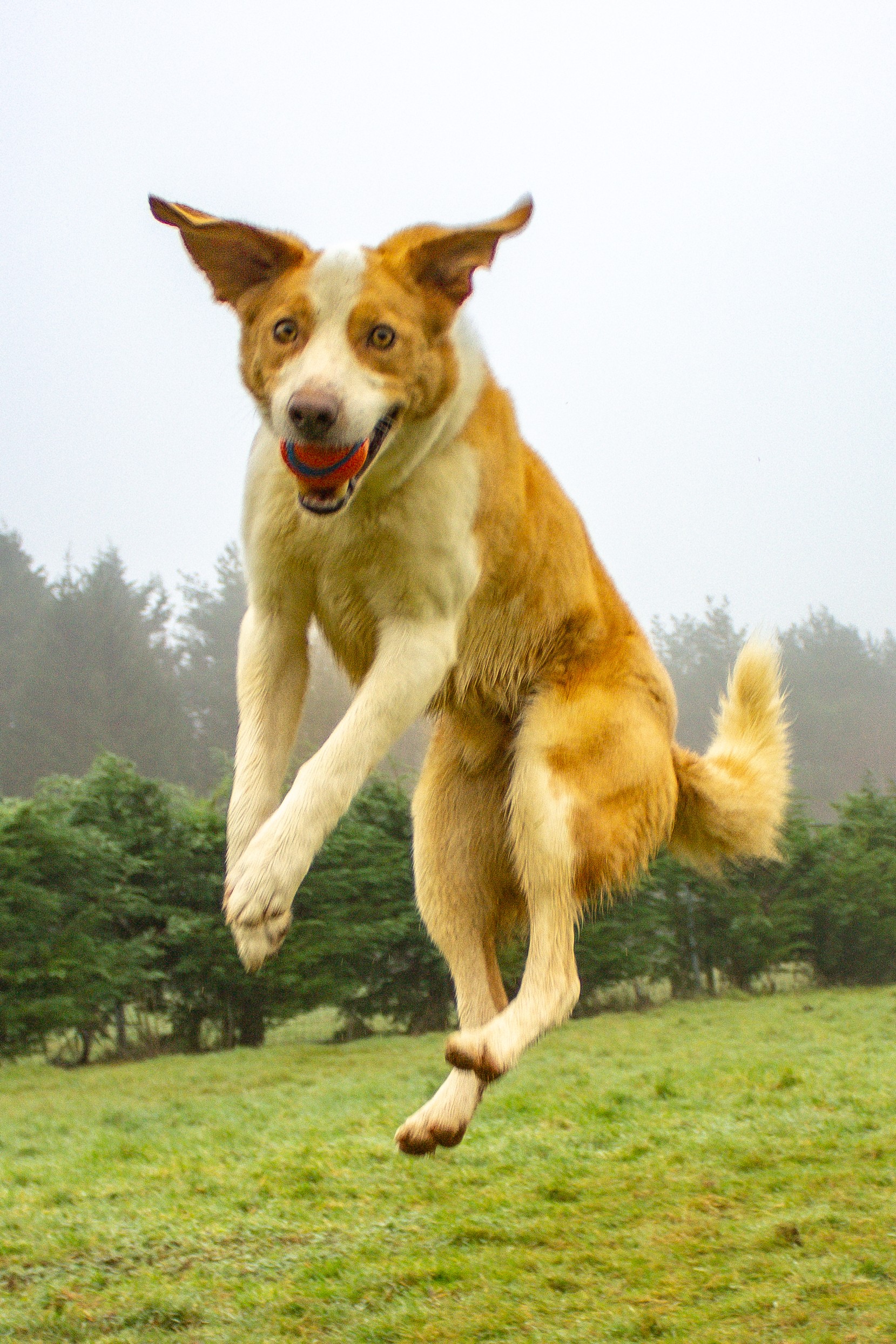 Border collie jumping